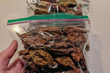 Chocolate bhut jolokia (ghost) peppers