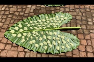 Mother-in-law makes Green chillies sandige || deep fried snack || meal accompaniment