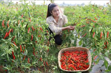 Harvest hot red chili from grandmother's chili garden for my recipe / Hot red chili recipe