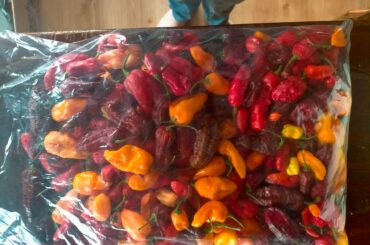 I was gifted a kilo of unknown chillies, I have no idea what they are or what to do with them (except wear gloves when touching them)