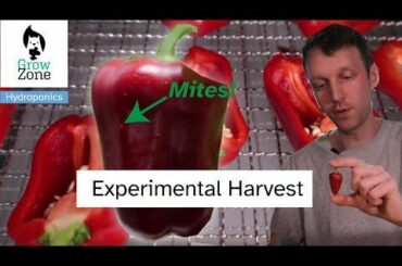 Chilli and Bell Pepper harvest - Is razzmatazz spicy?