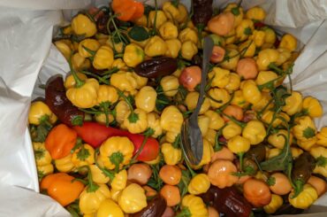 last pepper harvest for a while as I've moved apartments - teaspoon for scale