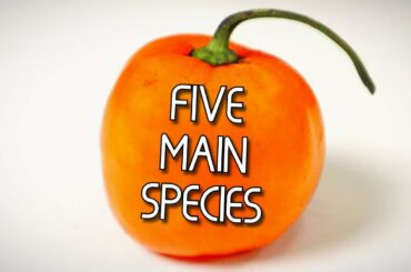 What Are The 5 Kinds of CHILI PEPPERS? (also my top secret chili recipe) -Weird Fruit Explorer