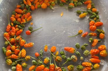 Can anyone ID these peppers I picked up in South Texas.