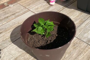 My new Carolina reaper plant!