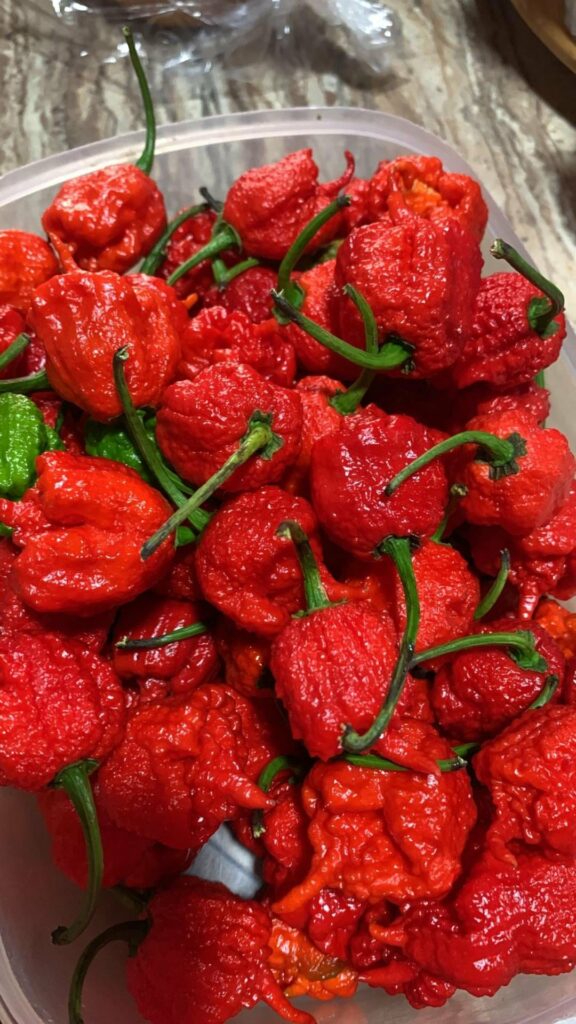 Moruga Scorpion peppers. Trinidad and Tobago's hottest variety. Chili