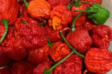(OC) Moruga Scorpion. Trinidad and Tobago's hottest variety.