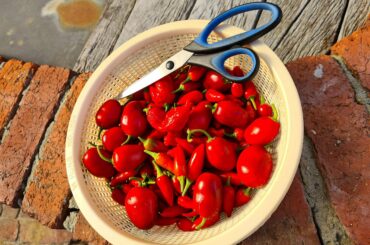 Afternoon harvest, another 15 plants to go.