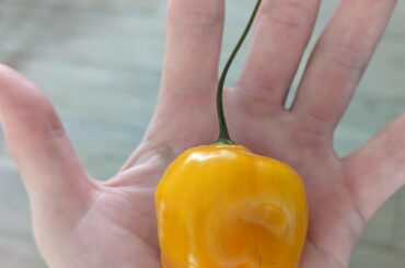 please help with identification.. Was given a dozen. habanero?