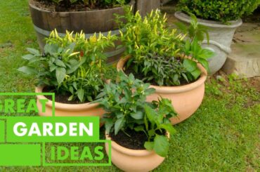 How to Grow CHILLI plants | GARDEN | Great Home Ideas