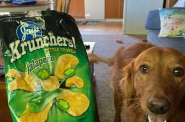 Tried branching out but I always come back to these chips. Not the hottest but the flavor can’t be beat. Also doggo for good measure.