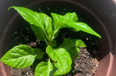 Carolina reaper plant is doing well but it’s leaves are making the plant droop a little, should I stake it?