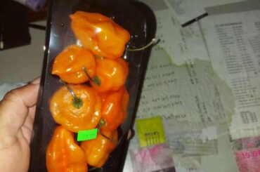 Habanero Pepper