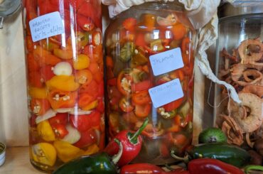 Getting to the end of the pepper season in Tasmania, Australia. 2 litre ferment experiments with Red Jalepeno/Garlic and Habanero/Rocotto/Elephant Garlic.