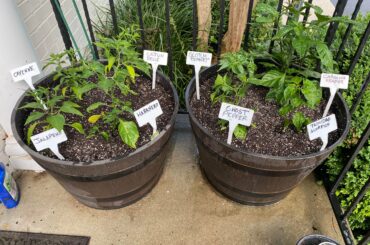 The 2022 porch pepper crop has been transplanted to their new homes!