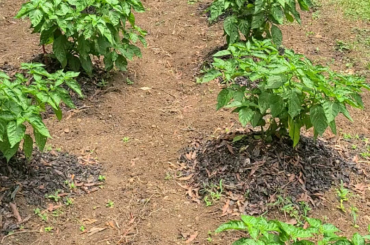 Part 1 of my pepper garden.