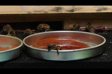 A bee swims through hot sauce