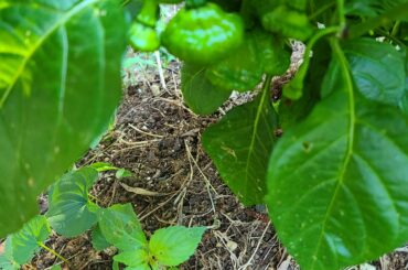 KS Lemonstarburst are lookin good.