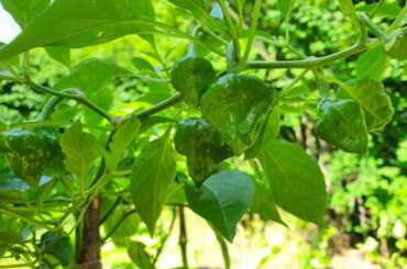 This was sold to me as Yucatan but doesn't seem like it to me. What do you think it is?
