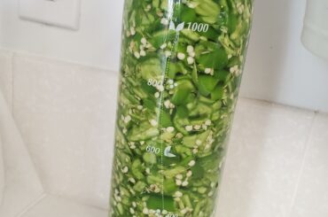 Asian market sold me 2lb of exceptionally spicy serranos for cheap so I'm fermenting them