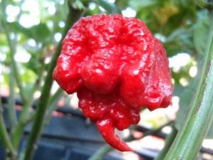 I'm currently growing Chocolate Bhutlah, Chocolate Reaper, Trinidad Moruga Scorpion, Carolina Reaper, & Primotalii this Summer, which variety do you think will kick my butt the most?