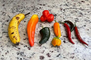 Peppers from the garden! Banana for scale.