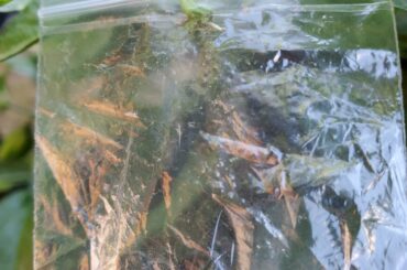 Let's see what happens. Seranno father and Caribbean Red mother.