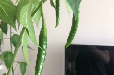 What chillies are these?