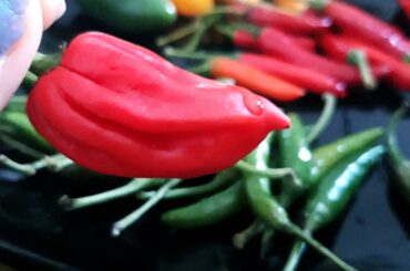 pepper's shedding a tear of happiness