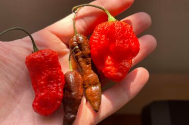 Can anyone ID these?