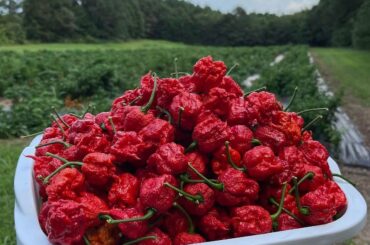 HMFT while I finish these!