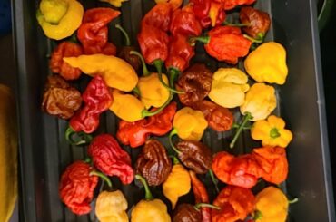 Superhot pepper harvest.