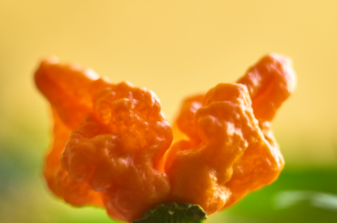 Spicy boys. Not looking like Fatalii Jigsaw that I've planted, but still spicy and very tasty!