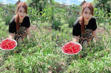 Yummy cooking Chicken soup with chili recipe