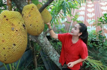 Pick jackfruit for my recipe - Native chicken roasted jackfruit eating spicy chili sauce - Yummy