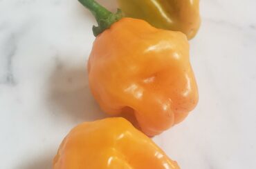 first pepper harvest! any good habanero recipes or sauces y'all can recommend?