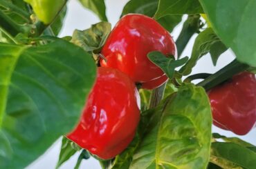 what do I have here? I bought some plants from a nursery earlier this year, this one was labeled 'mystery'.. the grower said he got sent some random seeds. The plant looked just like the ghost pepper plant I bought, but these don't look like ghosties, more like habanero?