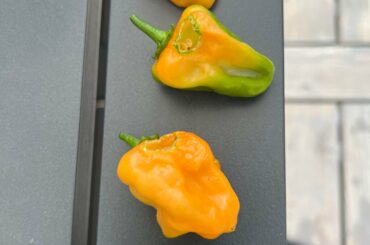 What’s eating my peppers? Birds or worms?