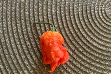Found this in my pantry is this a Carolina Reaper?