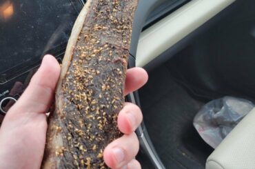 Biltong! I haven't had it since I went to South Africa but I found a vendor just an hour away!