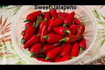 Harvest time of the peppers and paprika's 28-07-2022