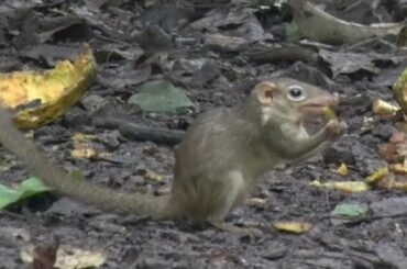 TIL that Humans and the Tree Shrew are the only known mammals that like spicy food.