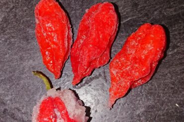 Freezing peppers impact spicyness?