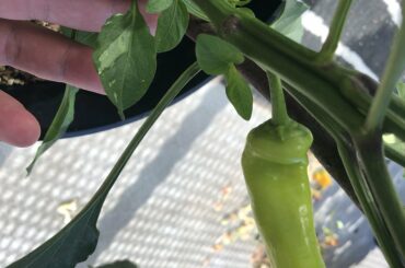 Variegated Bannana Pepper??? I didn’t think this was possible.