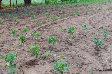 About 80 cayenne pepper plants. Planted a little late this year