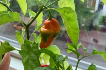 First Reaper x Peach Ghost of the season!