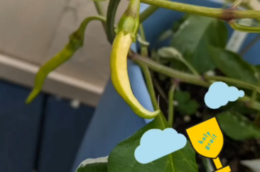 Accidental buena mulata x fish pepper hybrid is coming along super nicely!