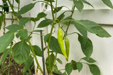 First time growing hot banana peppers, how yellow do they get before ready to pick?