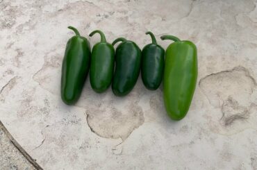 Harvest from my first time growing!