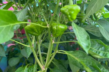 Any Idea What Kind of Peppers These Are?
